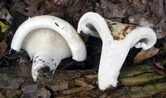 this shows some gills that are forked, a deeply sunken disk and the inrolled margin. Lactarius deceptivus.